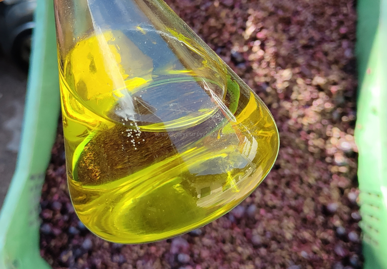 Olio di vinaccioli bio Fattoria di San Leo e vinaccioli freschi